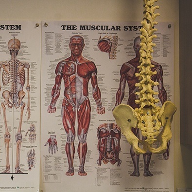 Muscle chart on office wall